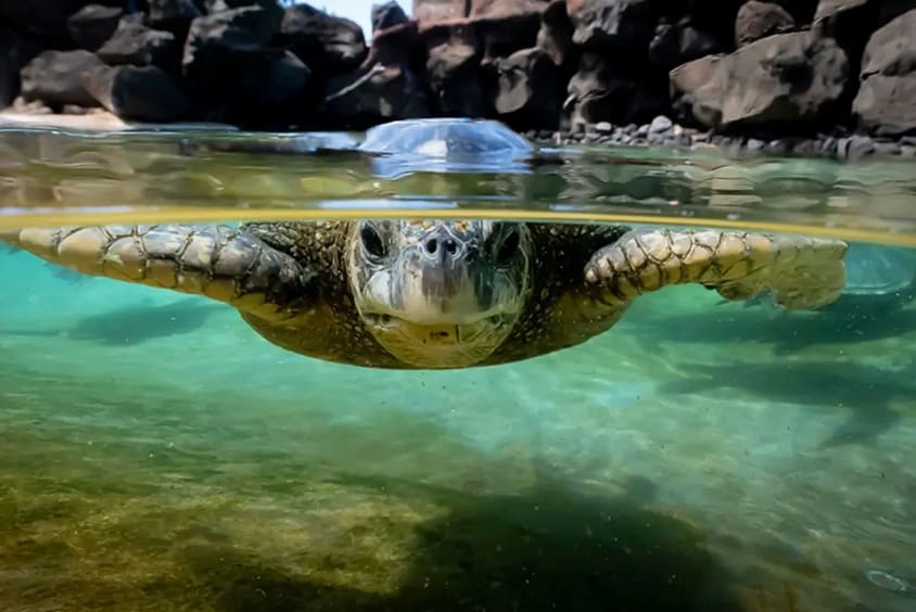 Turtle