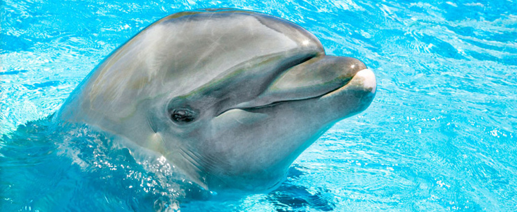 Dolphin Aloha