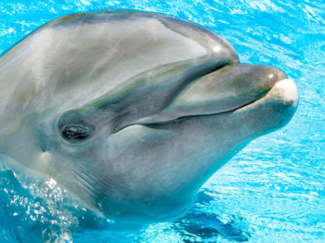 Dolphin Aloha