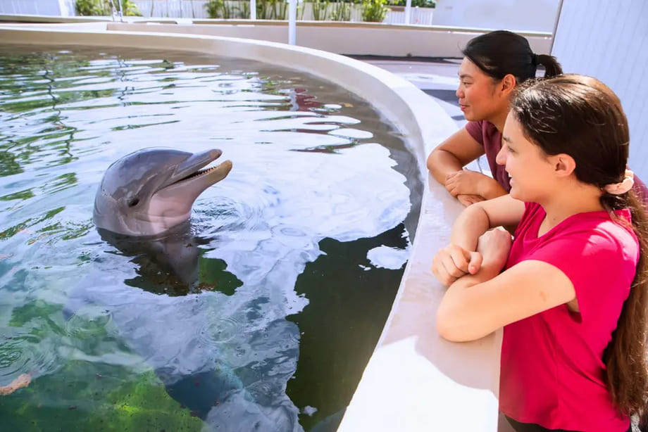 Dolphin Aloha Program