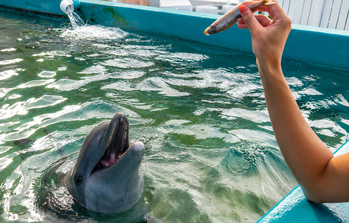 Dolphin Aloha Program