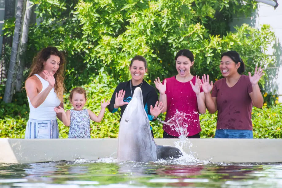 Dolphin Aloha Program