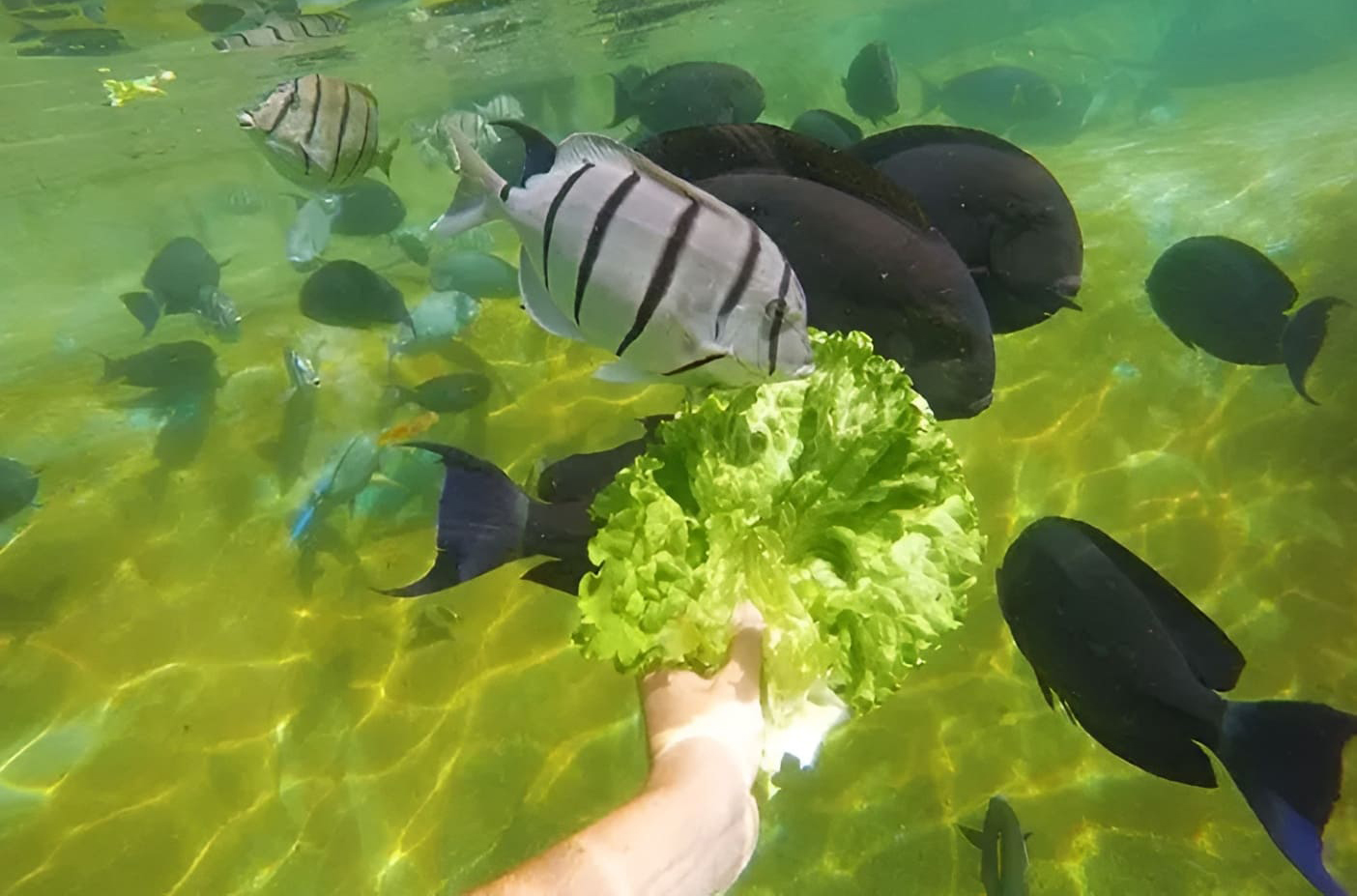Fish Feeding