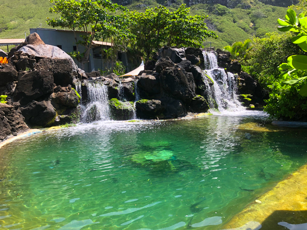Interactive Hawaiian reef experience with tropical fish and marine life