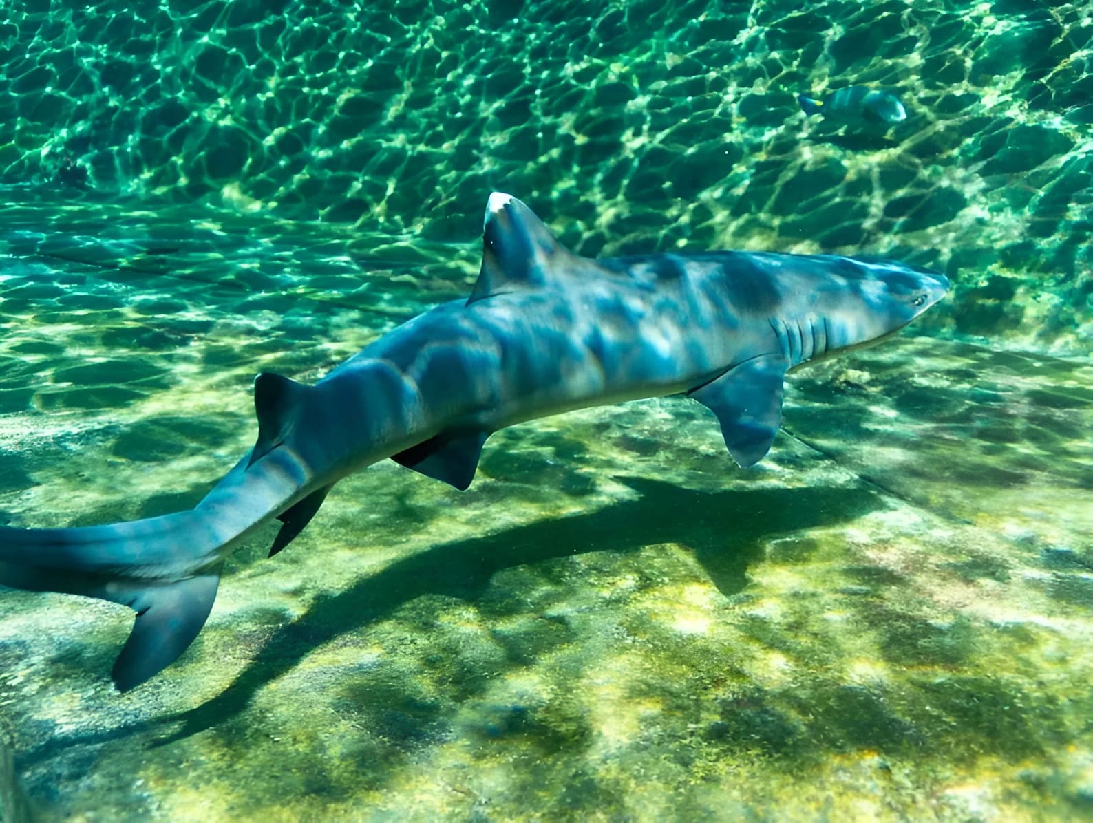Shark Snorkel