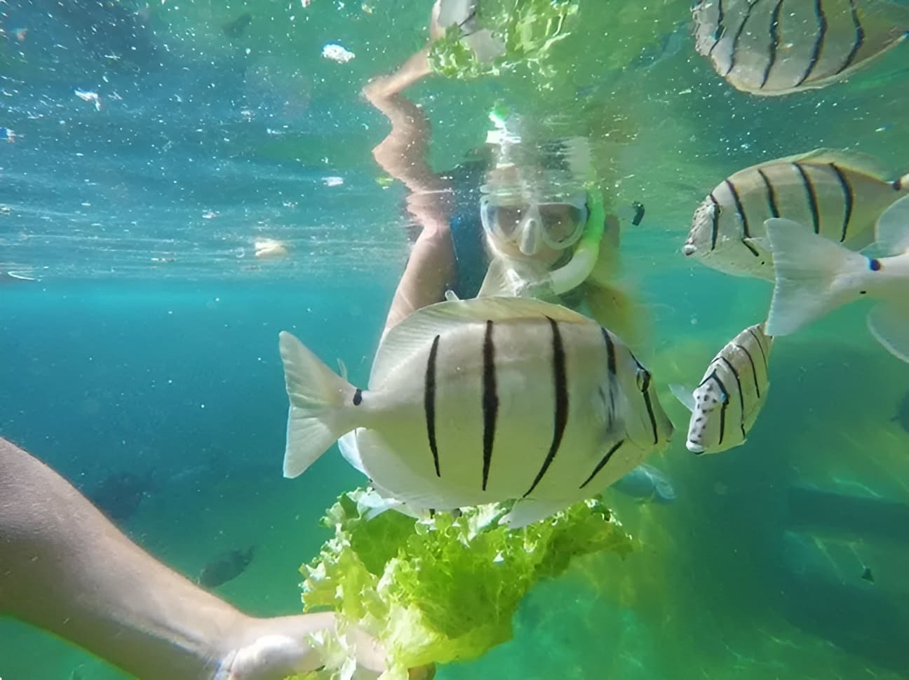 Tropical Fish