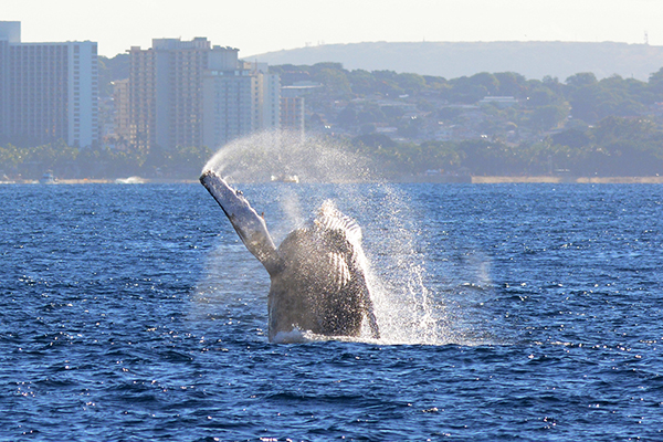 Whale Watch