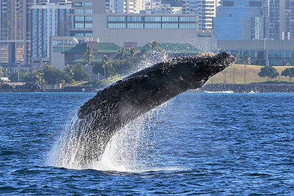 Whale