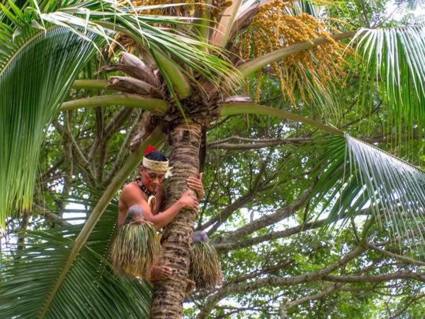 Toa Luau Palm Climbing