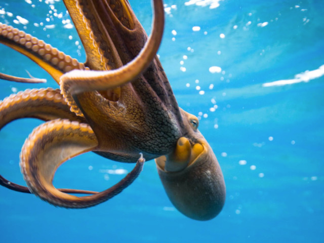 Waikiki Dive Center