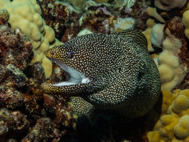 Morray Eel