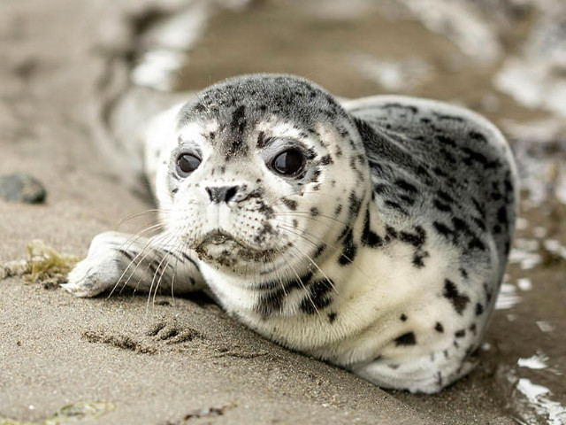 Seal