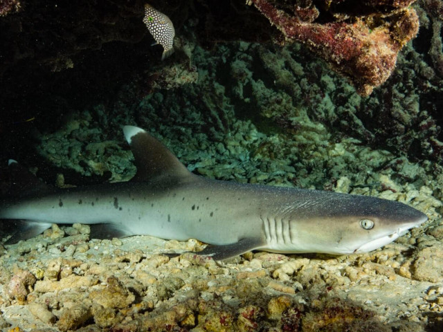 Shark